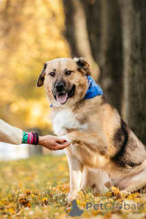 Zdjęcie №3. Poznaj Melona, łagodnego olbrzyma o sercu pełnym dobroci.. Federacja Rosyjska