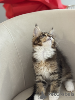 Zdjęcie №4. Sprzedam maine coon w Monaco. hodowca - cena - negocjowane