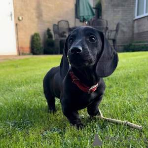 Zdjęcie №2 do zapowiedźy № 132327 na sprzedaż  jamnik - wkupić się Hiszpania hodowca