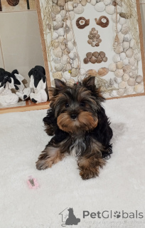 Zdjęcie №1. yorkshire terrier - na sprzedaż w Balikesir | 2317zł | Zapowiedź №156723