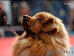 Zdjęcie №1. mastif tybetański - na sprzedaż w Ciechanów | 5830zł | Zapowiedź №30812