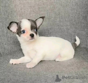 Zdjęcie №3. Urocze szczenięta Chihuahua. USA