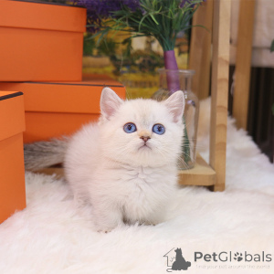 Zdjęcie №4. Sprzedam munchkin w Kalifornia. hodowca - cena - 1779zł