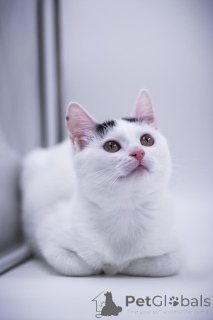 Zdjęcie №4. Sprzedam  w Rzeka Moskwa. prywatne ogłoszenie - cena - Bezpłatny