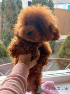 Dodatkowe zdjęcia: Teddy pudle Chiny