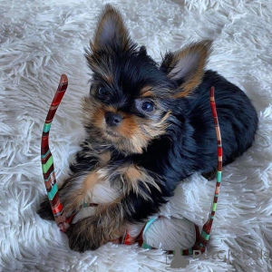 Zdjęcie №2 do zapowiedźy № 167293 na sprzedaż  yorkshire terrier - wkupić się Szwecja 