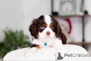 Zdjęcie №4. Sprzedam cavalier king charles spaniel w Barsbüttel. prywatne ogłoszenie - cena - negocjowane