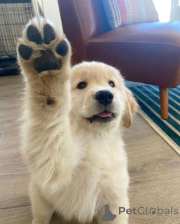 Zdjęcie №1. golden retriever - na sprzedaż w Bregenz | 1674zł | Zapowiedź №142830