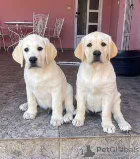 Dodatkowe zdjęcia: Labrador retriever szczenięta