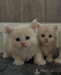 Zdjęcie №1. maine coon - na sprzedaż w Bristol | 13zł | Zapowiedź № 158808