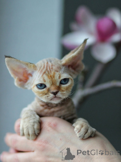Zdjęcie №2 do zapowiedźy № 171375 na sprzedaż  devon rex - wkupić się Szwecja prywatne ogłoszenie