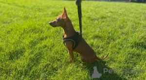 Zdjęcie №4. Sprzedam  w Sarajevo.  - cena - 1622zł