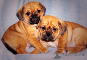 Zdjęcie №1.  - na sprzedaż w Monachium | 1435zł | Zapowiedź №154778