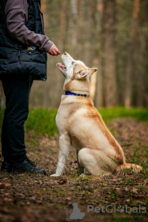 Dodatkowe zdjęcia: Przystojny husky Hart jest w dobrych rękach