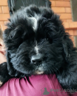 Zdjęcie №3. Szczenięta na sprzedaż. Białoruś