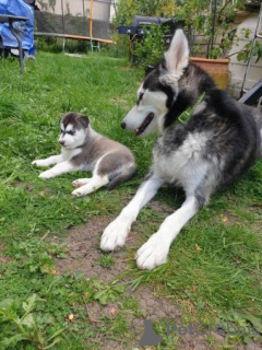 Zdjęcie №3. Szczenięta Siberian Husky. USA