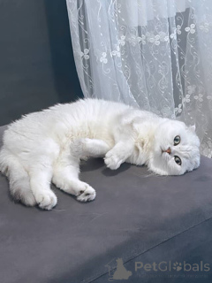 Zdjęcie №4. Sprzedam kot brytyjski krótkowłosy w Aix-en-Provence. prywatne ogłoszenie - cena - 2631zł