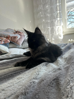 Zdjęcie №2 do zapowiedźy № 138042 na sprzedaż  maine coon - wkupić się Hiszpania prywatne ogłoszenie