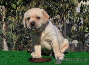 Dodatkowe zdjęcia: Szczeniaki Labrador Retriever