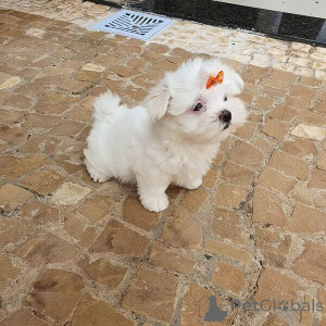 Zdjęcie №1. maltańczyk - na sprzedaż w Bamberg | negocjowane | Zapowiedź №167549