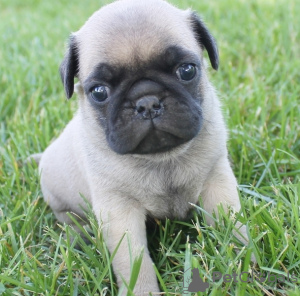 Zdjęcie №2 do zapowiedźy № 133326 na sprzedaż   - wkupić się Niemcy 