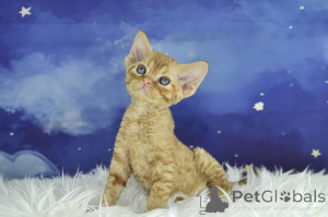 Zdjęcie №1. devon rex - na sprzedaż w Bruksela | 2392zł | Zapowiedź № 161618