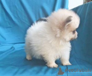 Zdjęcie №3. Lulu Da Pomerânia Venda SPITZ ALEMÃO. Portugalia