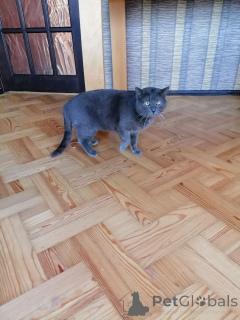 Zdjęcie №4. Sprzedam rosyjski niebieski w Mińsk. prywatne ogłoszenie - cena - Bezpłatny