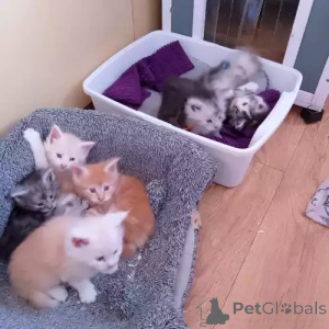 Zdjęcie №1. maine coon - na sprzedaż w Glinde | 1818zł | Zapowiedź № 167273