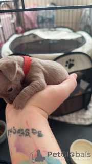 Zdjęcie №2 do zapowiedźy № 135624 na sprzedaż  chihuahua (rasa psów) - wkupić się Niemcy 