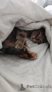 Zdjęcie №3. Cat Yashka w dobrych rękach.. Federacja Rosyjska