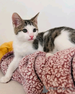 Zdjęcie №4. Sprzedam kot domowy w Helsinki. prywatne ogłoszenie, hodowca - cena - 1390zł