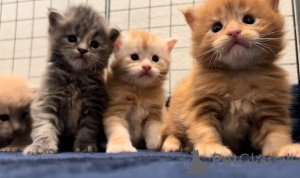 Zdjęcie №1. maine coon - na sprzedaż w Floryda | 2033zł | Zapowiedź № 135697