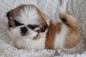 Zdjęcie №1. shih tzu - na sprzedaż w Zły Vilbel | negocjowane | Zapowiedź №166136