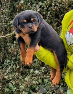 Zdjęcie №1. rottweiler - na sprzedaż w Kragujevac | negocjowane | Zapowiedź №165049