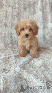 Zdjęcie №1. maltipu - na sprzedaż w Berlin | Bezpłatny | Zapowiedź №160253