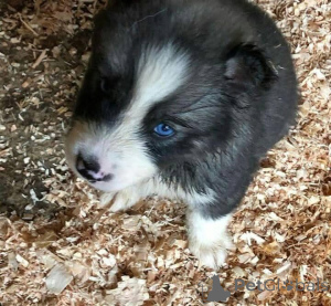 Zdjęcie №4. Sprzedam  w Antheia.  - cena - 2317zł