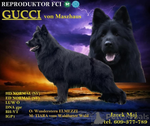 Zdjęcie №1. owczarek niemiecki - na sprzedaż w Kraków | 4066zł | Zapowiedź №139096