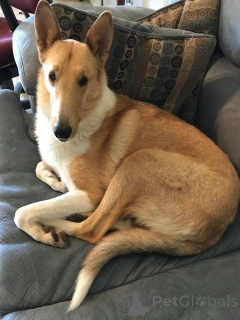 Zdjęcie №2 do zapowiedźy № 157828 na sprzedaż  owczarek szkocki długowłosy - wkupić się Niemcy ze schronu, hodowca