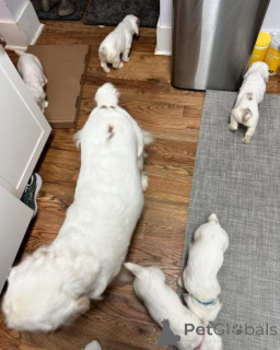 Zdjęcie №3. Gut sozialisierte Clumber-Spaniel-Welpen... Skontaktuj się z nami przez WhatsApp. Niemcy