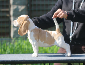 Zdjęcie №1. beagle (rasa psa) - na sprzedaż w Mińsk | 2723zł | Zapowiedź №2902