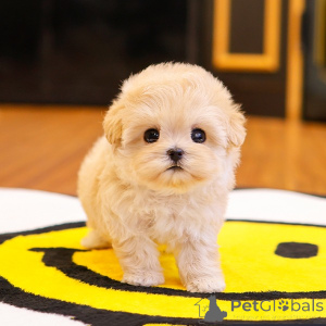 Zdjęcie №2 do zapowiedźy № 151801 na sprzedaż  maltipu - wkupić się USA hodowca