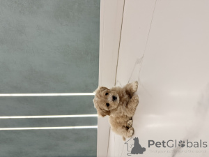 Zdjęcie №3. Maltip Mini. Ukraina