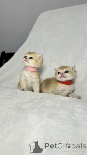 Zdjęcie №2 do zapowiedźy № 138588 na sprzedaż  chinchilla cat - wkupić się Uzbekistan prywatne ogłoszenie