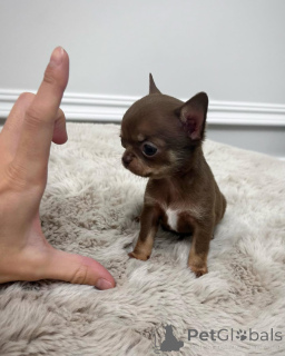 Zdjęcie №1. chihuahua (rasa psów) - na sprzedaż w Rijeka Crnojevića | 2153zł | Zapowiedź №152461