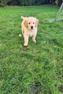 Zdjęcie №2 do zapowiedźy № 146114 na sprzedaż  labrador retriever - wkupić się Litwa hodowca