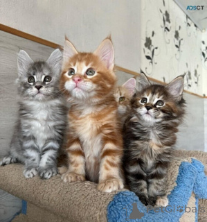 Zdjęcie №1. maine coon - na sprzedaż w Philippsburg | negocjowane | Zapowiedź № 169469