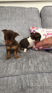 Zdjęcie №2 do zapowiedźy № 164860 na sprzedaż  chihuahua (rasa psów) - wkupić się Belgia prywatne ogłoszenie, hodowca