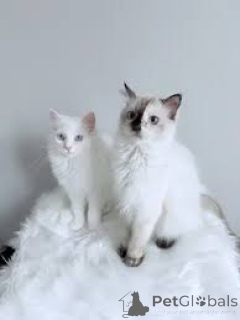 Zdjęcie №1. turecka angora - na sprzedaż w Bruksela | 2392zł | Zapowiedź № 166617