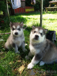 Zdjęcie №1. alaskan malamute - na sprzedaż w Heidelberg | 1674zł | Zapowiedź №127287